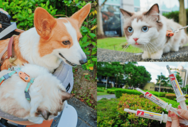 飼主必看：狗貓外出散步無敵組合，「奶滋味」營養補品+「蝨止王」科技防蟲，讓毛小孩出門免驚！